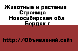  Животные и растения - Страница 39 . Новосибирская обл.,Бердск г.